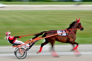 Harness,Racing,Down,At,The,Race,Way